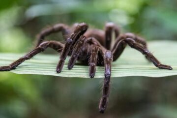 Are Tarantulas Poisonous? The Truth About Their Venom and Bite