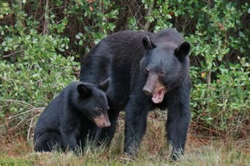 Are There Black Bears in Florida? Facts You Need to Know