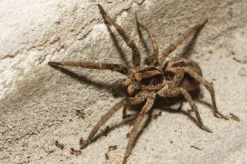 Are Wolf Spiders Dangerous? What You Need to Know
