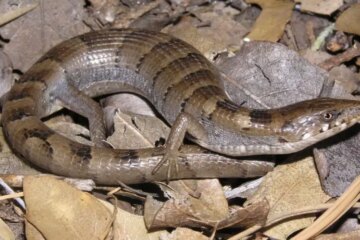 71 Lizards in Arizona (Pictures and Identification)