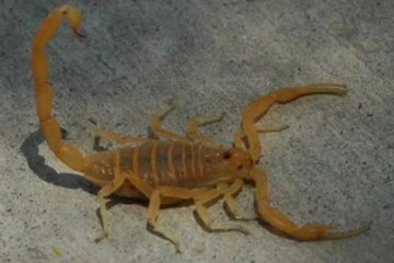 10 Scorpions in Georgia with Pictures and Identification