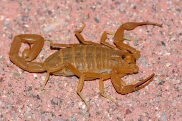 5 Common Scorpions in Nevada (With Pictures and Identification)