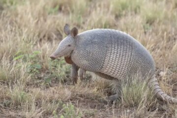 Why Are Armadillos in Oklahoma Expanding Northward?