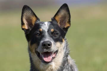 The Fascinating World of Australian Dogs: 9 Breeds from Down Under