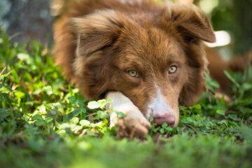 10 Dog Breeds With Green Eyes That Stand Out From The Pack