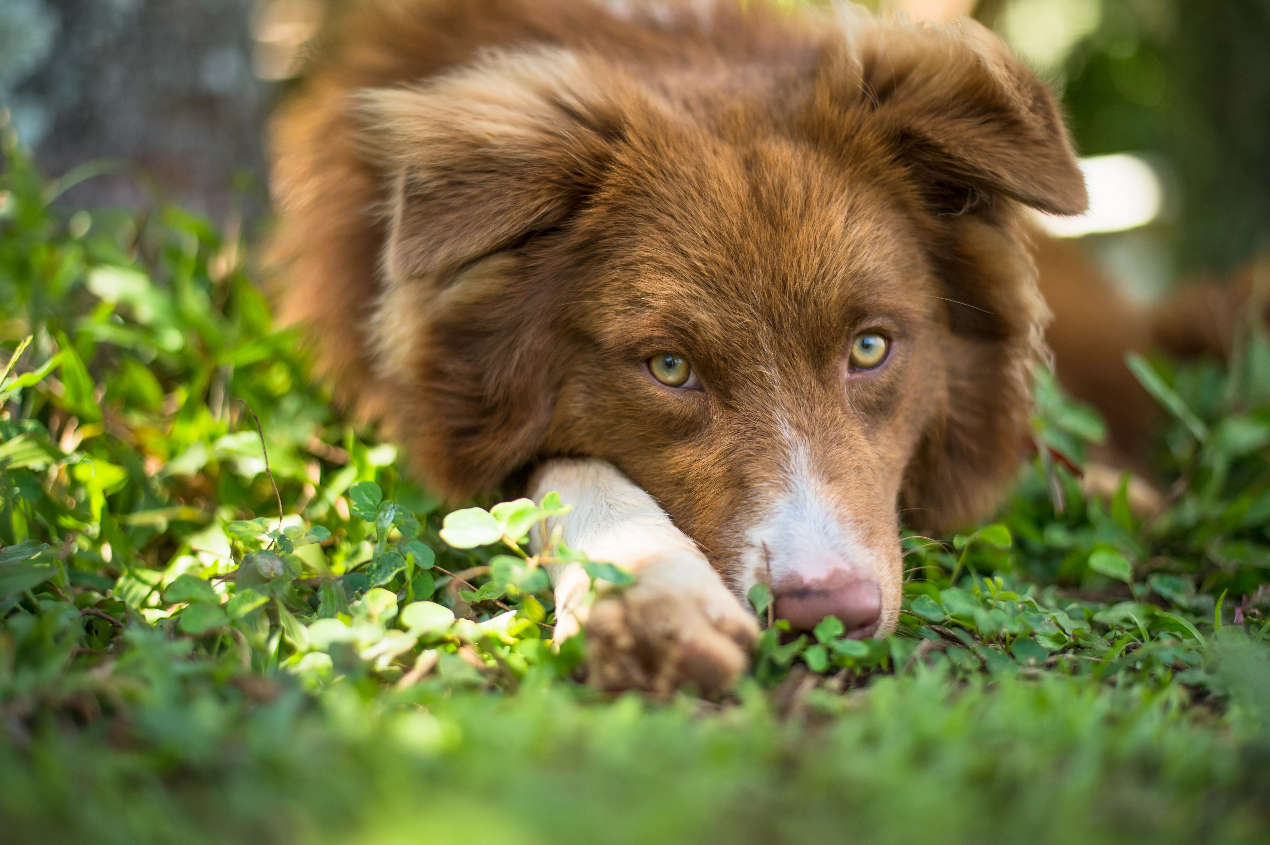 Brown and white Australian shepherd with green eyes