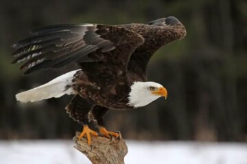 2 Species of Eagles in Louisiana (Pictures and Identification)