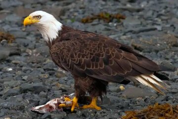 3 Types of Eagles in Texas (With Pictures and Identification)