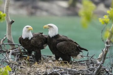 2 Common Eagles in Wisconsin (Pictures and Identification)