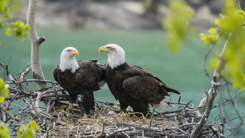 Eagles in Wisconsin