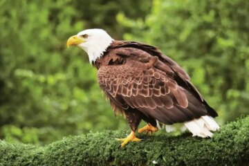 3 Common Eagles in Utah (With Pictures and Identification)