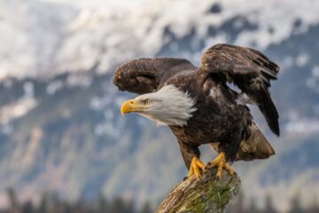 2 Types of Eagles in Georgia (Pictures and Identification)