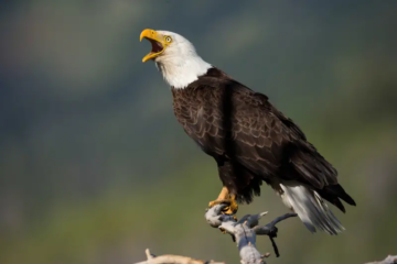 Discover the Top Eagles in Las Vegas and Their Habitats