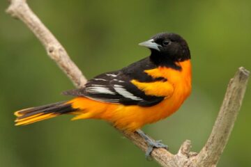 35 Backyard Birds in Indiana (With Pictures and Identification)