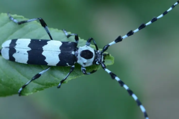 24 Black and White Bug Species (Pictures and Identification)