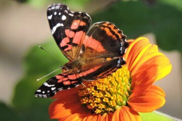 38 Red and Black Butterfly Species (Pictures and Identification)