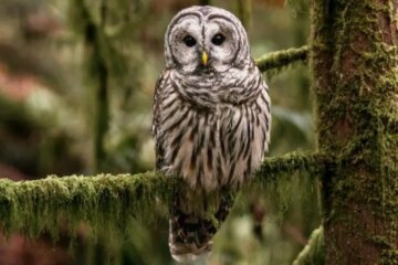 11 Types of Owls in Florida (Pictures and Identification)