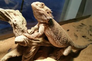 Bearded Dragon Lifespan: What Every Owner Should Know