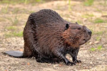 46 Different Types of Rodents (With Pictures and Identification)