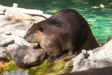 16 Animals That Look Like Beavers with Pictures