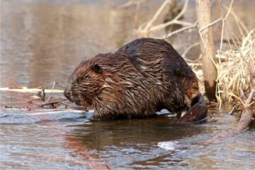 The Secret Life of Beavers in Texas Rivers and Lakes