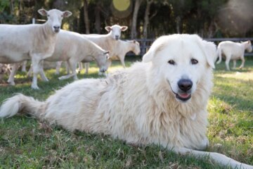 10 Best Farm Dog Breeds for Work and Companionship