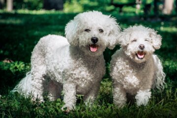 20 Curly-Haired Dog Breeds With Stunning Waves and Curls