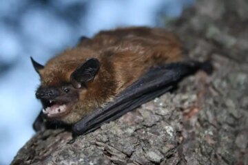15 Types of Bats in Idaho (With Pictures and Identification)