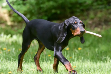 Black and Tan Coonhound: A Unique Breed with Incredible Skills