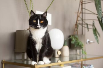 10 Stunning Black and White Cat Breeds with Eye-Catching Tuxedo Patterns