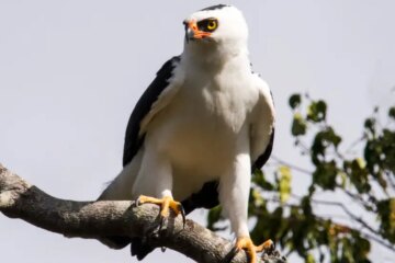 13 Hawks with White Heads (Pictures and Info)