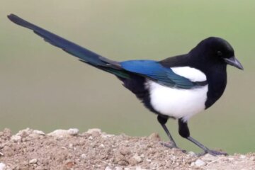 18 Black and White Birds in Colorado (Pictures and Identification)
