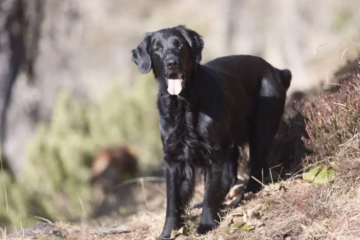Black Golden Retriever: Characteristics, Care, and Personality