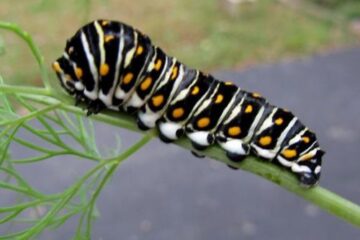 20 Types of Texas Caterpillars (With Pictures)