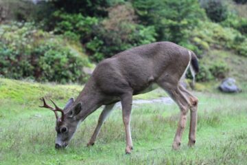5 Types of Deer in California (With Pictures and Identification)