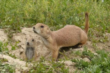 3 Prairie Dogs in Montana (With Pictures and Identification)
