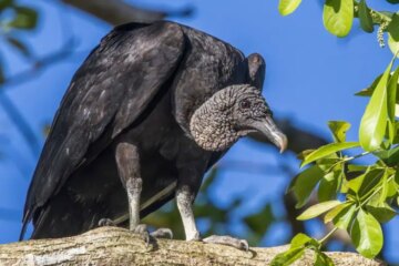 24 Types of Black Birds in Florida (Pictures and ID Guide)