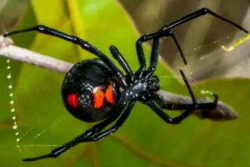Types of Poisonous Spiders in California (With Pictures)