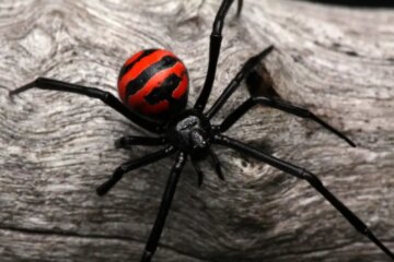 4 Venomous Spiders in New Mexico (Pictures and Identification)