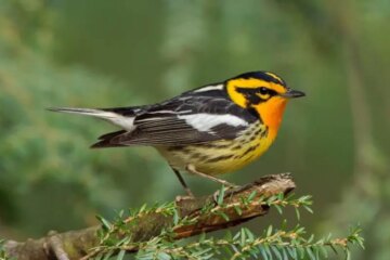 54 Birds with Orange Chests (Pictures and Identification)