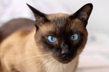 Top 10 Blue Eyed Cat Breeds: Stunning Feline Beauties