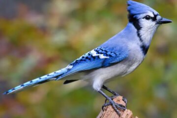 20 Types of Birds in Virginia (With Pictures and Identification)
