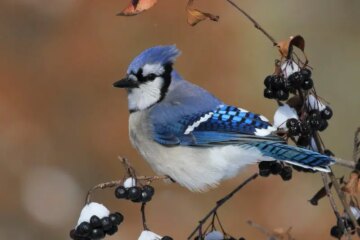 40 Backyard Birds in Connecticut (With Pictures and Identification)