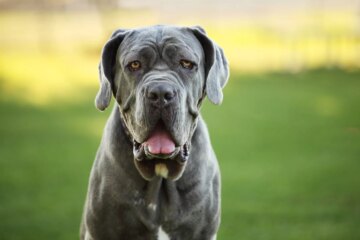 20 Blue Dog Breeds For Fans of Unique Pups