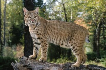 4 Best Places to See and Hunt Bobcats in Texas (With Tips)