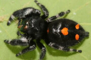 40 Types of Spiders in Montana (With Pictures and Identification)