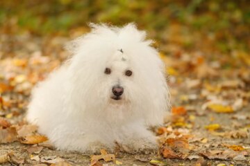 Bolognese Dog (Bolo): Breed Characteristics & Care