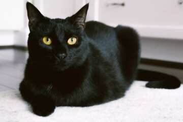 Bombay Cat: Breed Profile, Personality, and Care Guide