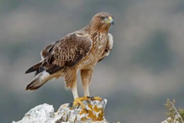40 Types of Eagles (With Pictures and Identification)