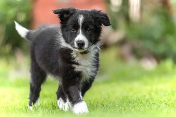 Border Collie Puppies: The Ultimate Guide to Raising a Smart Pup!